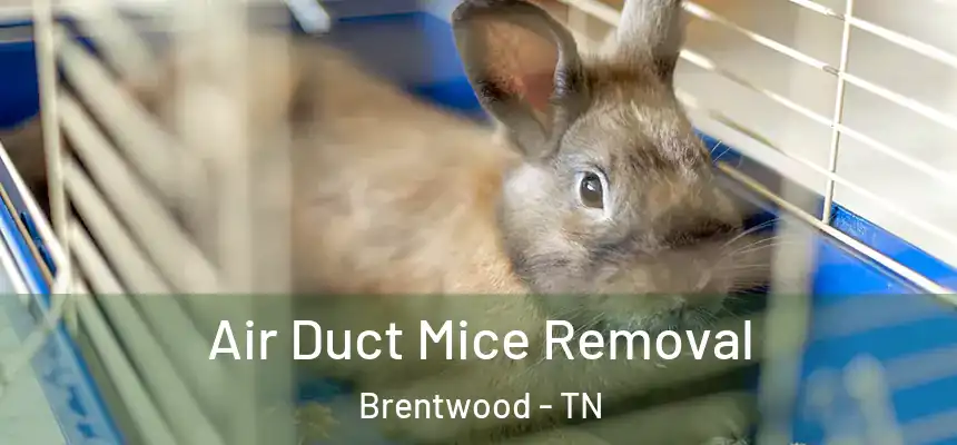  Air Duct Mice Removal Brentwood - TN