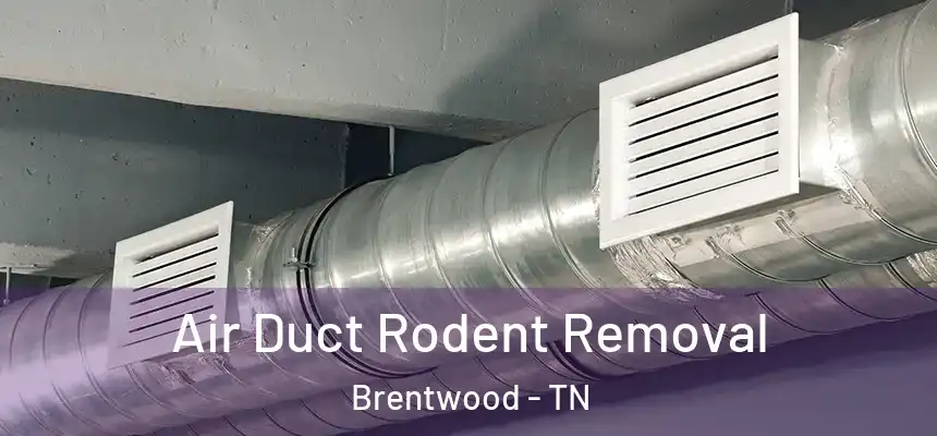 Air Duct Rodent Removal Brentwood - TN